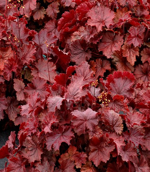 Heuchera 'Northern Exposure Red'